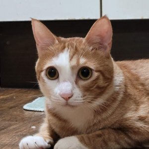 고양이 실종 코리아쇼트헤어 대구광역시 달서구