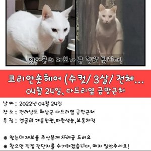 고양이 실종 코리아쇼트헤어 전라남도 해남군