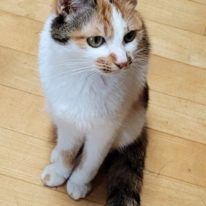 고양이를 찾습니다 고양이 전단지