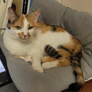 고양이 실종 코리아쇼트헤어 전라북도 전주시 완산구