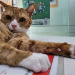 고양이 실종 코리아쇼트헤어 서울특별시 동대문구