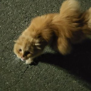 고양이 목격 스코티시폴드롱헤어 경기도 고양시 일산서구