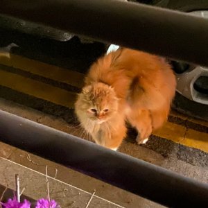 고양이 주인을 찾습니다 고양이 전단지