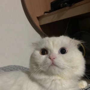 고양이를 찾습니다 고양이 전단지