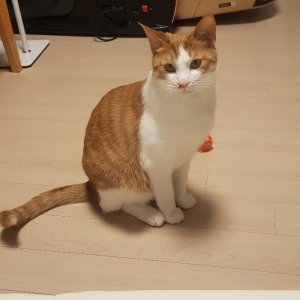 고양이 실종 코리아쇼트헤어 강원도 삼척시