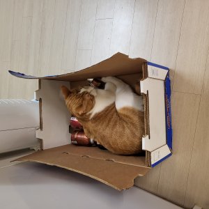 고양이를 찾습니다 고양이 전단지