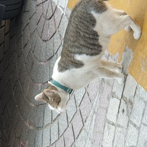 고양이 목격 코리아쇼트헤어 서울특별시 동대문구