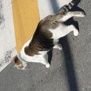고양이 주인을 찾습니다 고양이 전단지