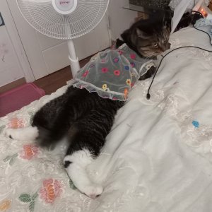 고양이를 찾습니다 고양이 전단지