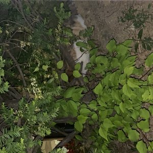 고양이 구조 코리아쇼트헤어 경기도 화성시