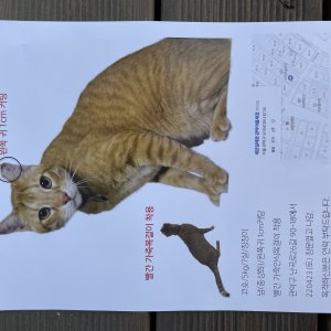 고양이를 찾습니다 고양이 전단지