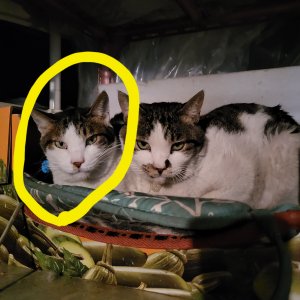 고양이를 찾습니다 고양이 전단지