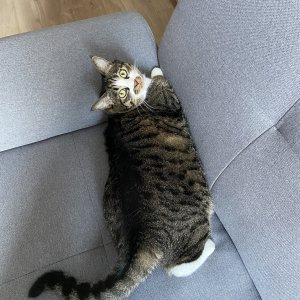 고양이를 찾습니다 고양이 전단지