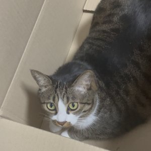 고양이 실종 코리아쇼트헤어 경기도 수원시 팔달구