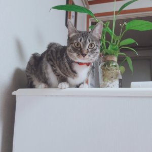 고양이를 찾습니다 고양이 전단지