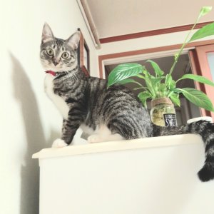 고양이 실종 코리아쇼트헤어 경기도 수원시 장안구