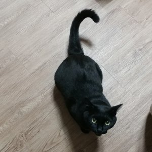 고양이를 찾습니다 고양이 전단지