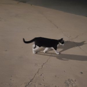 고양이 목격 코리아쇼트헤어 서울특별시 영등포구