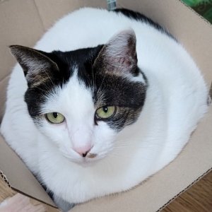 고양이 실종 코리아쇼트헤어 서울특별시 강서구