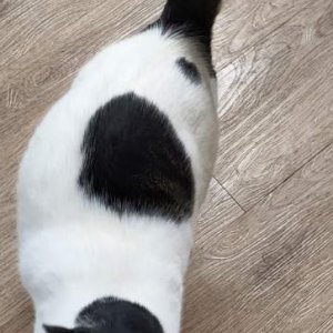고양이를 찾습니다 고양이 전단지