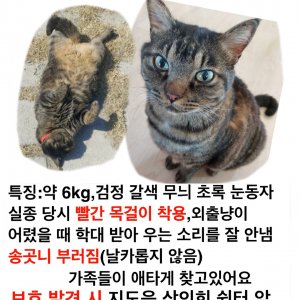 고양이를 찾습니다 고양이 전단지