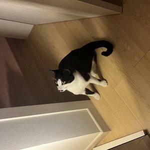 고양이 실종 코리아쇼트헤어 충청남도 천안시 서북구