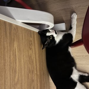 고양이를 찾습니다 고양이 전단지