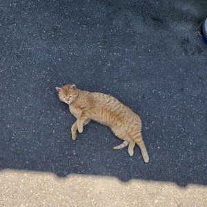 고양이를 찾습니다 고양이 전단지