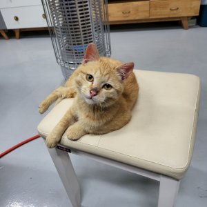 고양이 실종 코리아쇼트헤어 경기도 화성시