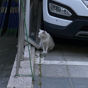 고양이 목격 터키시앙고라 서울특별시 동대문구