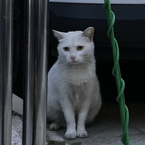 고양이 주인을 찾습니다 고양이 전단지