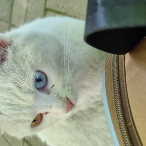 고양이 목격 터키시앙고라 경기도 광명시