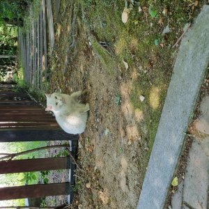 고양이 주인을 찾습니다 고양이 전단지