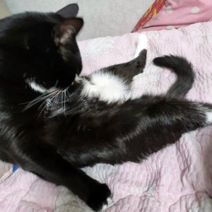 고양이를 찾습니다 고양이 전단지