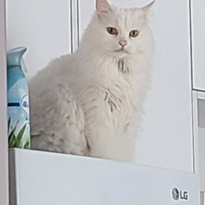 고양이 실종 터키시앙고라 경기도 오산시
