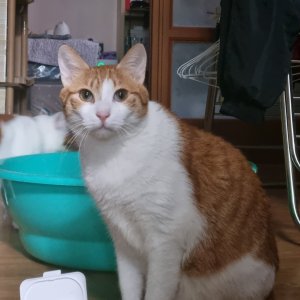 고양이 실종 코리아쇼트헤어 경상남도 진주시