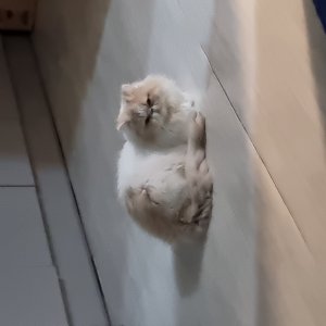 고양이 주인을 찾습니다 고양이 전단지