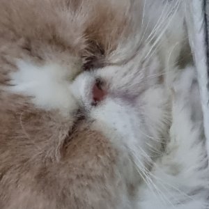 고양이 구조 페르시안 서울특별시 도봉구