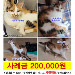 고양이 실종 코리아쇼트헤어 전라북도 전주시 완산구