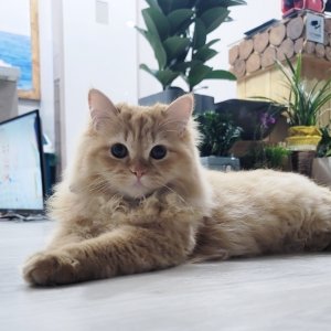 고양이 실종 페르시안 전라남도 담양군