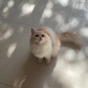 고양이를 찾습니다 고양이 전단지