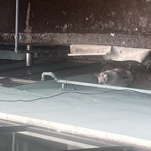고양이 목격 터키시앙고라 부산광역시 연제구