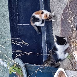 고양이 주인을 찾습니다 고양이 전단지