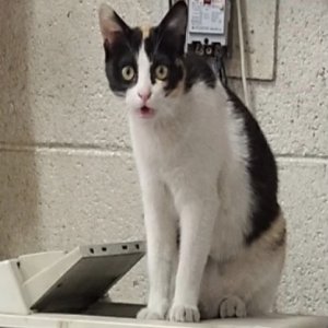고양이 실종 코리아쇼트헤어 경상남도 창원시 성산구