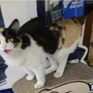 고양이를 찾습니다 고양이 전단지