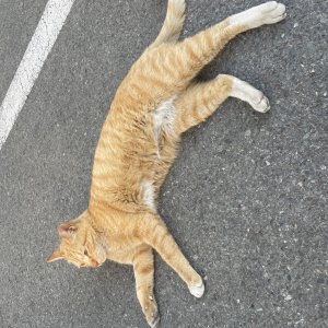 고양이 실종 코리아쇼트헤어 대구광역시 남구