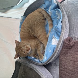 고양이를 찾습니다 고양이 전단지
