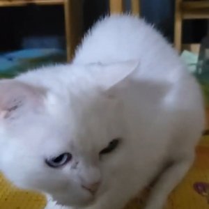 고양이를 찾습니다 고양이 전단지