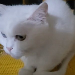 고양이 실종 터키시앙고라 경기도 남양주시