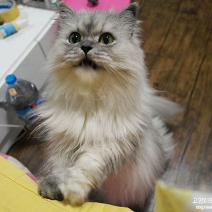고양이를 찾습니다 고양이 전단지